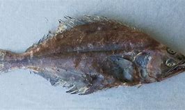 Image result for Arrowtooth Flounder