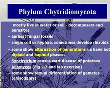 Image result for Chytridiomycota Characteristics