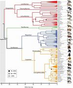 Image result for Primate Genus Chart