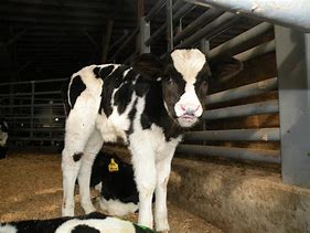 Image result for Holstein Calf Christmas