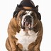 Image result for Dog Cowboy Hat