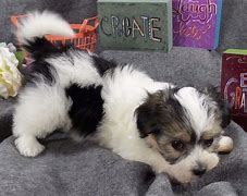 Image result for AKC Havanese Puppies