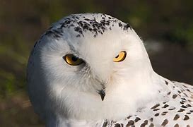 Image result for White Owl Animal