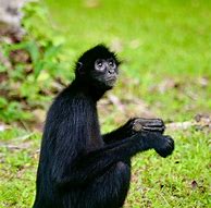 Image result for Baby Spider Monkey Facts