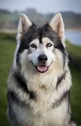 Image result for Hunder Wolf