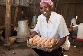 Image result for Poultry Chicken Farming in Kenya