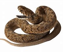 Image result for FAMU Snake PNG