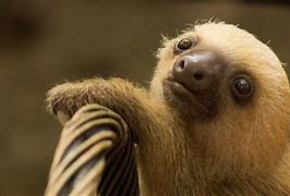 Image result for Baby Sloth Screaming