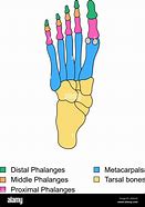 Image result for Proximal Middle Distal Phalanges