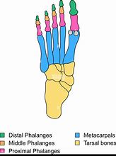 Image result for Phalanges of the Foot Anatomy