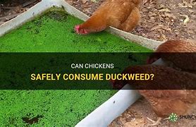 Image result for Duckweed for Chickens