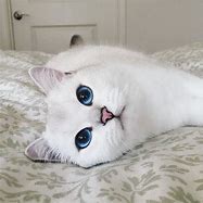 Image result for Most Beautiful Cat Eyes