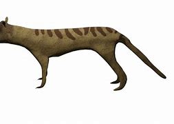 Image result for Thylacine Transparent Background