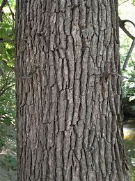 Image result for Swamp White Oak Tree