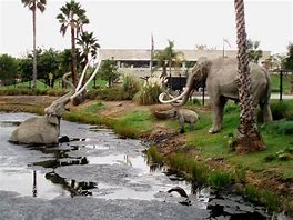 Image result for Tar Pit Chile