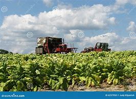 Image result for Harvesting Tobacco Plant