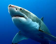 Image result for Shark in Deep Water