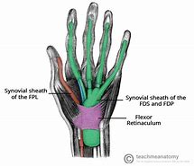 Image result for Structures Under Flexor Retinaculum of Hand