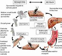 Image result for Protozoan