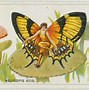 Image result for Death S Head Moth Superstitions