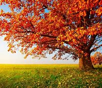 Image result for Cool Tree Wallpapers