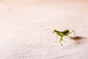 Image result for Praying Mantis Insect