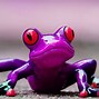 Image result for Florist Frog