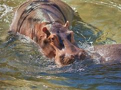 Image result for Hippo Kidney