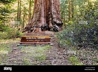 Image result for General Grant Tree Sequoia National Park