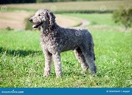 Image result for Giant Puddle Dog