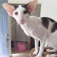 Image result for Elven Cat