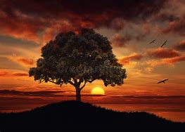 Image result for Silhouette of Nature