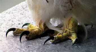 Image result for Hawk Talons around a Volleyball