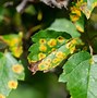 Image result for Bacterial Leaf Spot