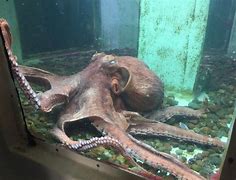 Image result for Morro Bay Aquarium