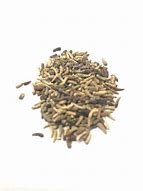 Image result for African Daisy Sprouts