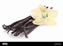 Image result for Vanilla Orchid Flower