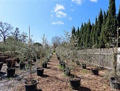 Image result for Olive Tree Marzilla