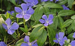 Image result for Evergreen Groundcovers Perennials