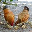 Image result for Poultry Pictues