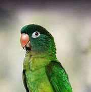 Image result for Black-headed Conure