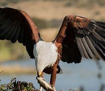 Image result for Rietvlei Nature Reserve South Africa