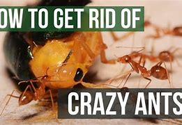 Image result for Crazy Ants