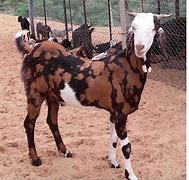 Image result for Organic Goat