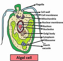 Image result for Red Algae Structure