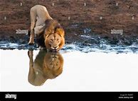 Image result for Kitten Lion Reflection in Water