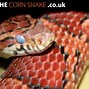 Image result for Gucci Snake PNG