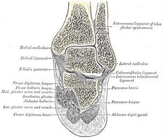 Image result for Intertarsal Articulations