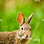 Image result for Hare Portrait Side Profile