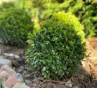 Image result for Plant Boxwood Shrubs